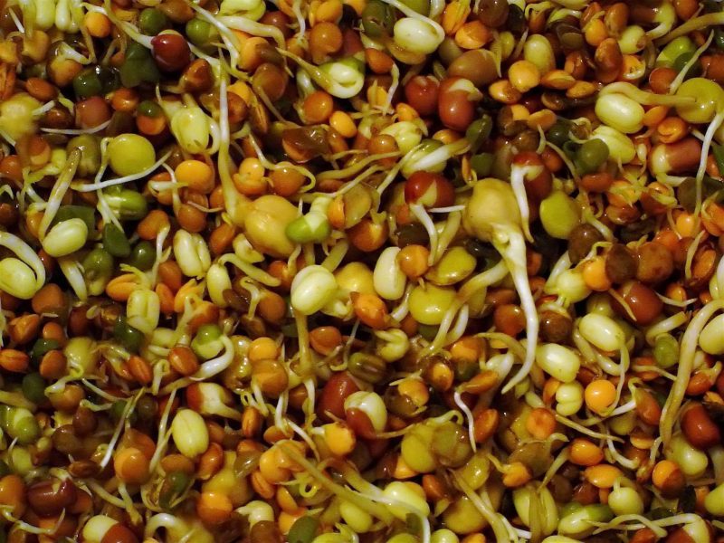 अंकुरित होने का हिंदी में अर्थ (Sprout Meaning in Hindi): विस्तृत व्याख्या और परिभाषा