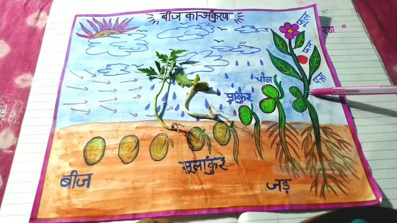 अंकुरण की प्रक्रिया: बीज से पौधे बनने तक (Germination Process: From Seed to Plant)
