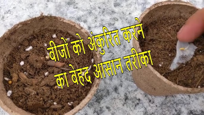 अंकुरित को घर पर कैसे उगाएं: एक आसान गाइड