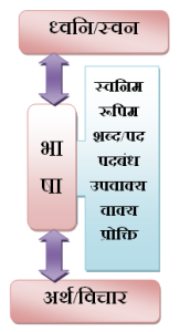 stem meaning in hindi 3