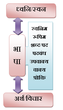 stem meaning in hindi 3