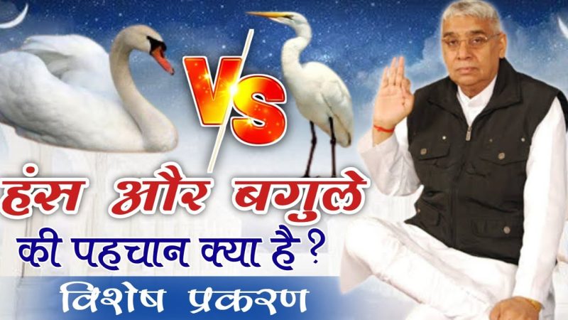 हंस: परिभाषा, पहचान और जीव विज्ञान
