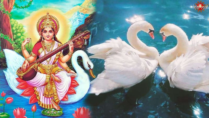 हंस का प्रतीकवाद: संस्कृति और साहित्य में महत्व