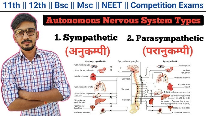 'Sympathetic' के विभिन्न अर्थ और संदर्भ