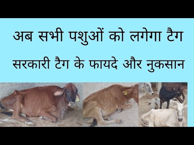 टैगिंग के फायदे और नुकसान: एक विस्तृत विश्लेषण (Tagging ke fayde aur nuksan: Ek vistrit vishleshan)