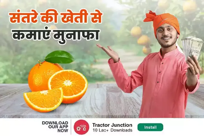 संतरे (Tangerine) की खेती: भारत में उत्पादन