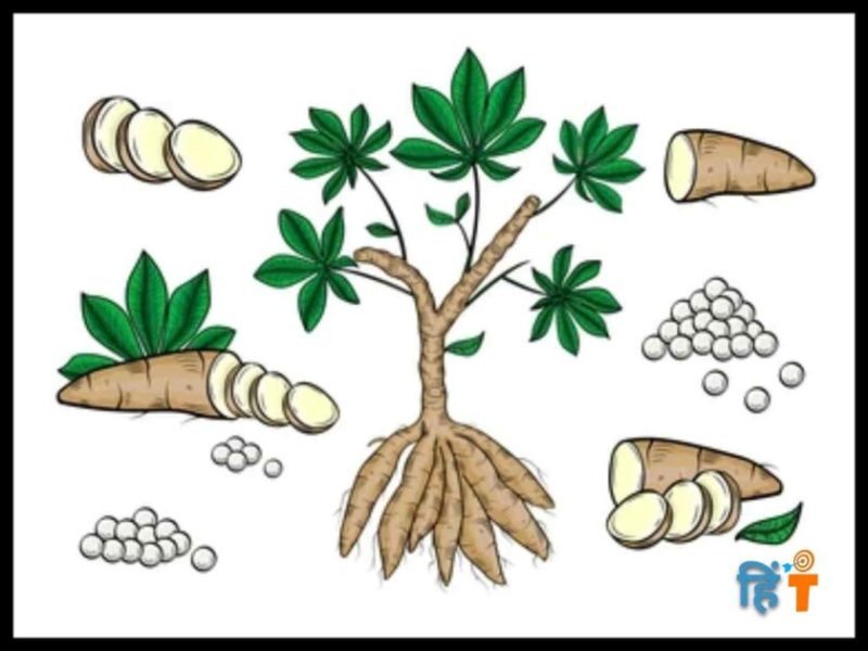 टैपिओका का हिंदी में अर्थ: एक संक्षिप्त परिचय
