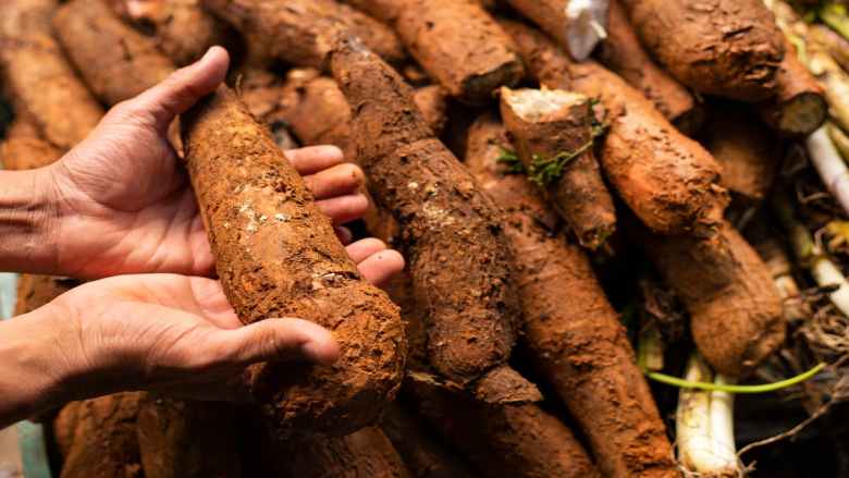 टैपिओका के फायदे और नुकसान: हिंदी में जानकारी