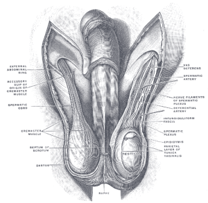 testis meaning in hindi 1