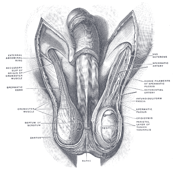 टेस्टिस (अंडकोष) की शारीरिक संरचना: हिंदी में समझें (Testis (andkosh) ki shareerik sanrachna: Hindi mein samjhein)