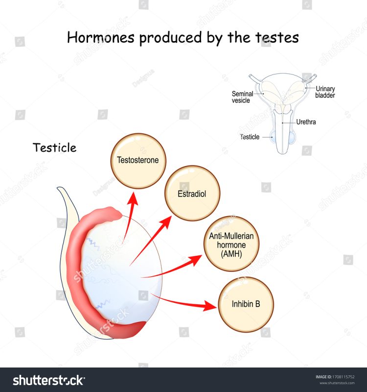 टेस्टिस के कार्य: प्रजनन और हार्मोन उत्पादन (Testis ke karya: Prajanan aur hormone utpadan)