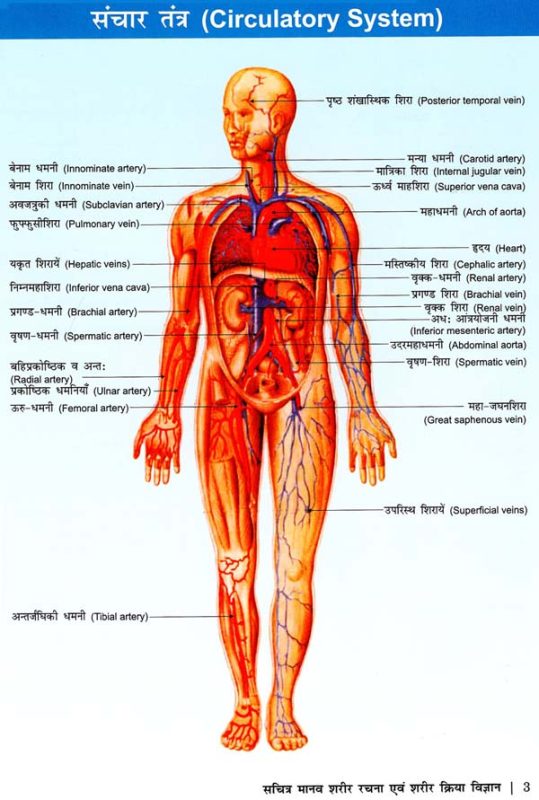जांघों के लिए हिंदी में विभिन्न शब्दों का अर्थ और उनके बीच का अंतर (Jaanghon Ke Liye Hindi Mein Vibhinn Shabdon Ka Arth Aur Unke Beech Ka Antar)