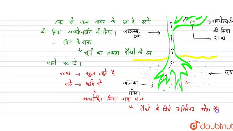 वाष्पोत्सर्जन का अर्थ हिंदी में: एक संपूर्ण अवलोकन