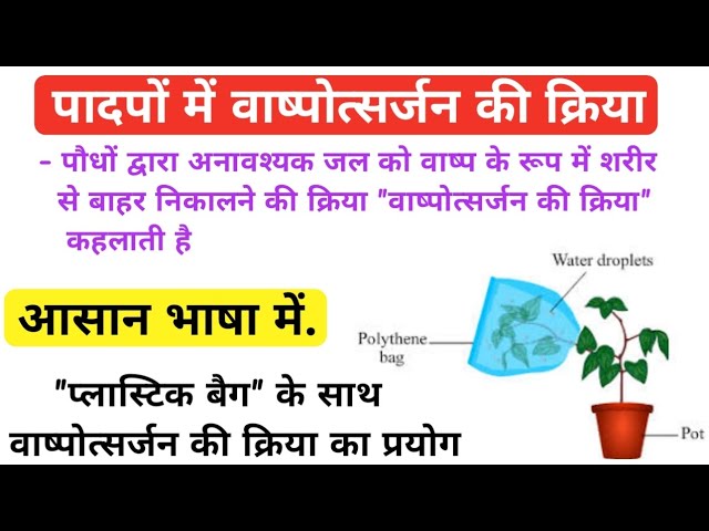वाष्पोत्सर्जन की प्रक्रिया: पौधों में जल की गति का अध्ययन