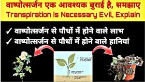 transpiration meaning in hindi 6