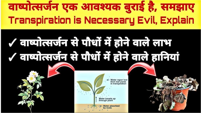वाष्पोत्सर्जन के लाभ और कमियां: एक संतुलित दृष्टिकोण