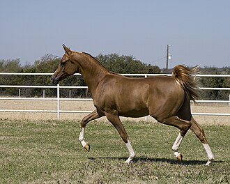 trot meaning in hindi - Hình 5