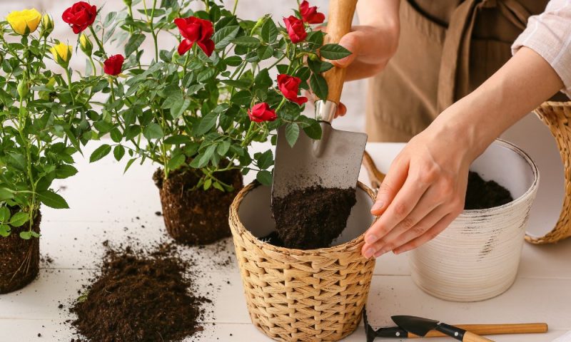 वाक्य प्रयोग: कुदाल (Trowel) का उपयोग हिंदी वाक्यों में