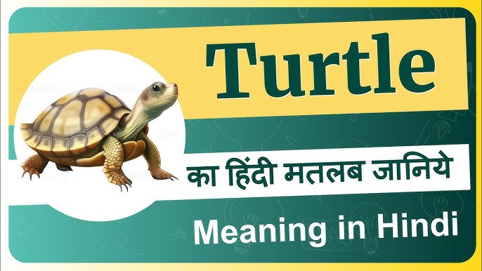 turtle meaning in hindi - Hình 2
