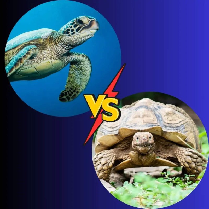 turtle meaning in hindi - Hình 3