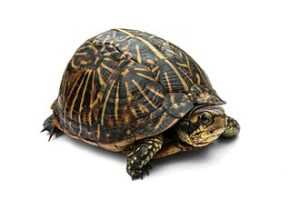 turtle meaning in hindi