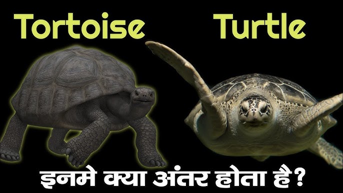 turtle meaning in hindi - Hình 4