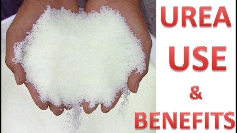 urea meaning in hindi - Hình 2