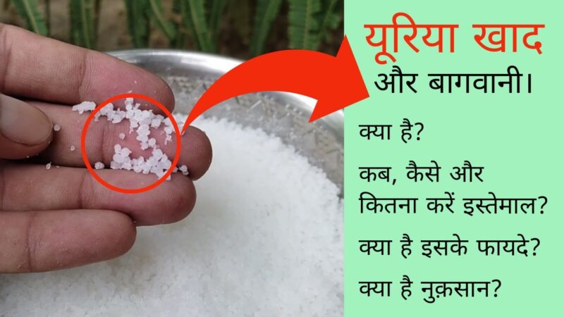 urea meaning in hindi - Hình 3