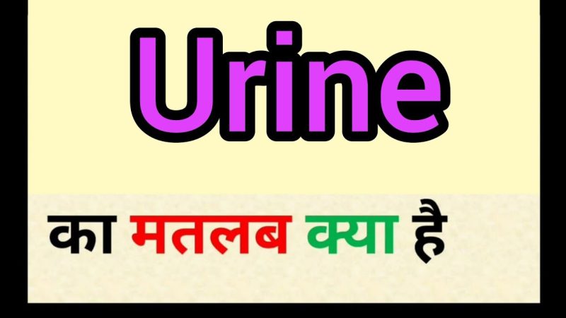 urine meaning in hindi - Hình 2