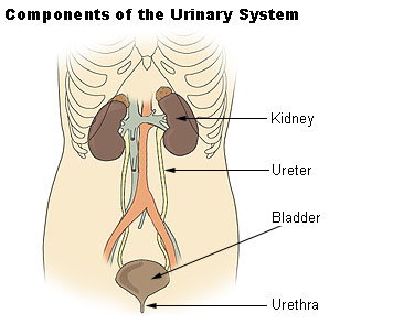 urine meaning in hindi - Hình 5