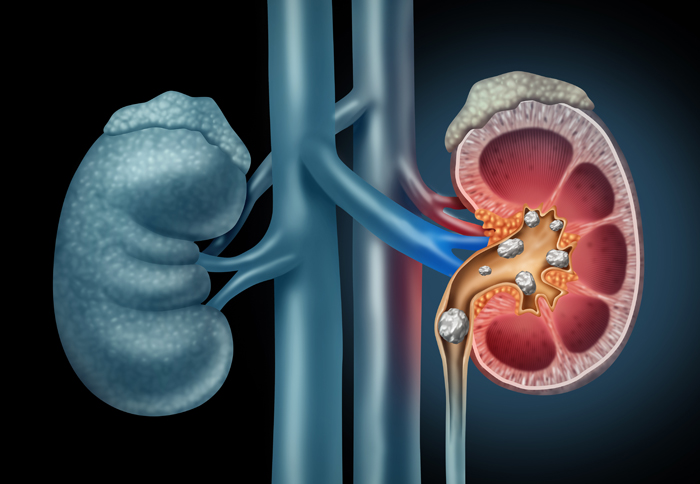 यूरोलॉजी में शामिल अंग और प्रणालियाँ (Urology Mein Shamil Ang Aur Pranaliyan)