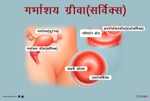 uterus meaning in hindi 3