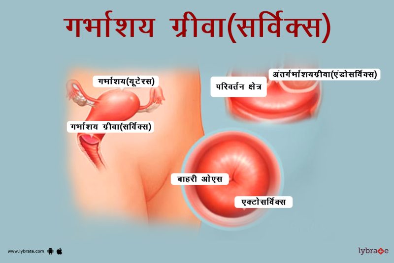 हिंदी में गर्भाशय के शारीरिक पहलू (Hindi mein garbhashay ke shareerik pahlu)
