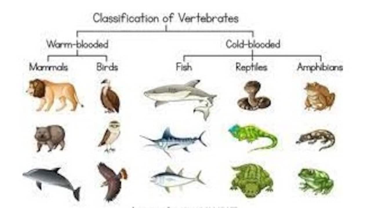 vertebrates meaning in hindi - Hình 5