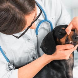 vet meaning in hindi 2