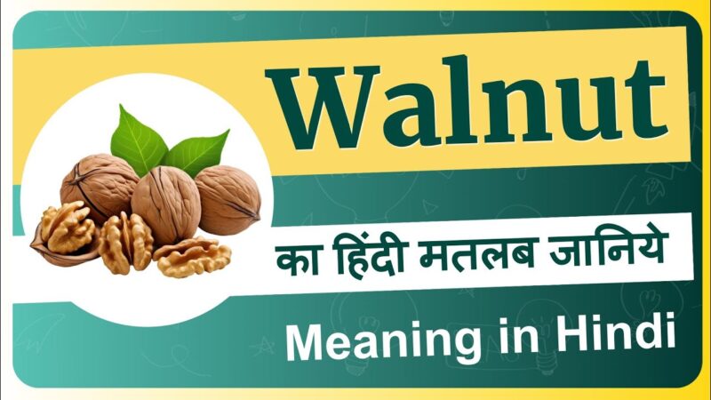 walnut meaning in hindi - Hình 2
