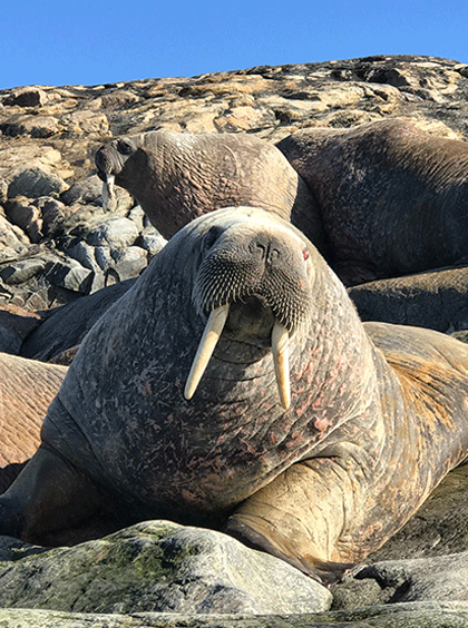 walrus meaning in hindi - Hình 2