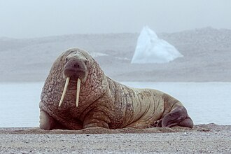 walrus meaning in hindi - Hình 3