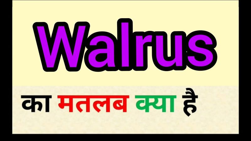 walrus meaning in hindi - Hình 4