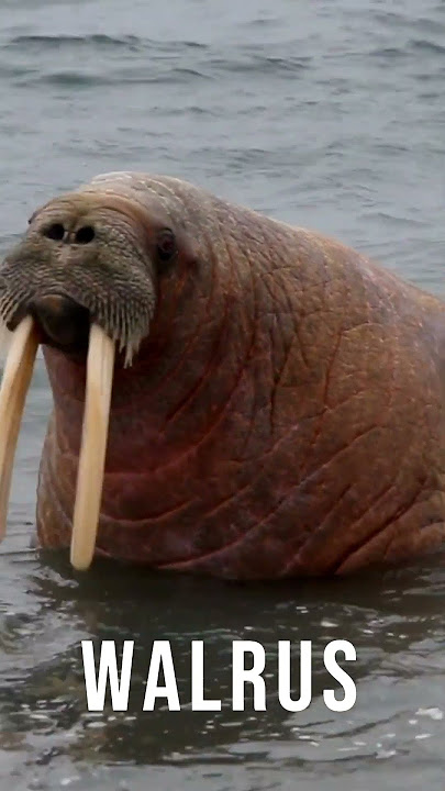 walrus meaning in hindi - Hình 5