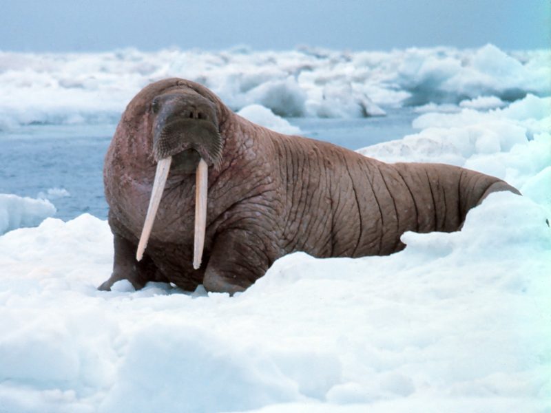 walrus meaning in hindi - Hình 1