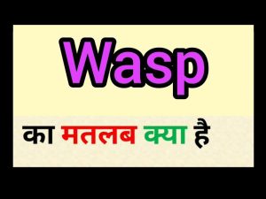 wasp meaning in hindi 1
