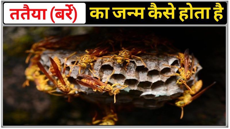 ततैया का सांस्कृतिक और प्रतीकात्मक महत्व (भारतीय संदर्भ)