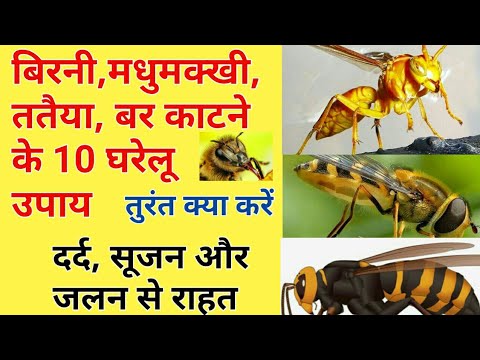 ततैया के जीवन चक्र, आवास और व्यवहार का विवरण