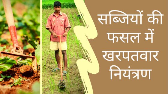 खरपतवार नियंत्रण के तरीके: रासायनिक और प्राकृतिक तकनीकें