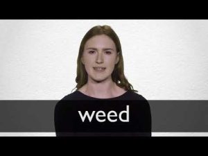 weeding meaning in hindi 3