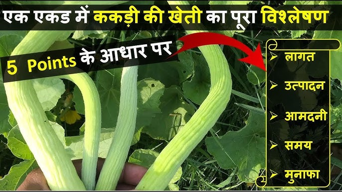 सनकी का हिंदी में अर्थ: एक विस्तृत अवलोकन