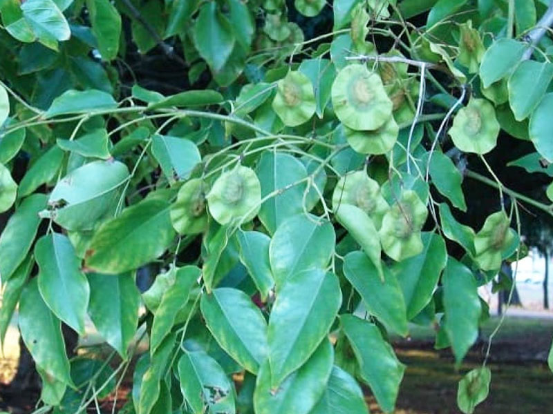 लकड़ी के फायदे और नुकसान: हिंदी में विस्तृत जानकारी
