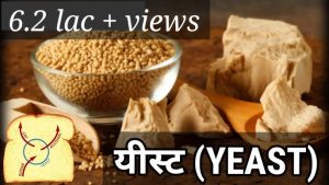 yeast meaning in hindi 2 1